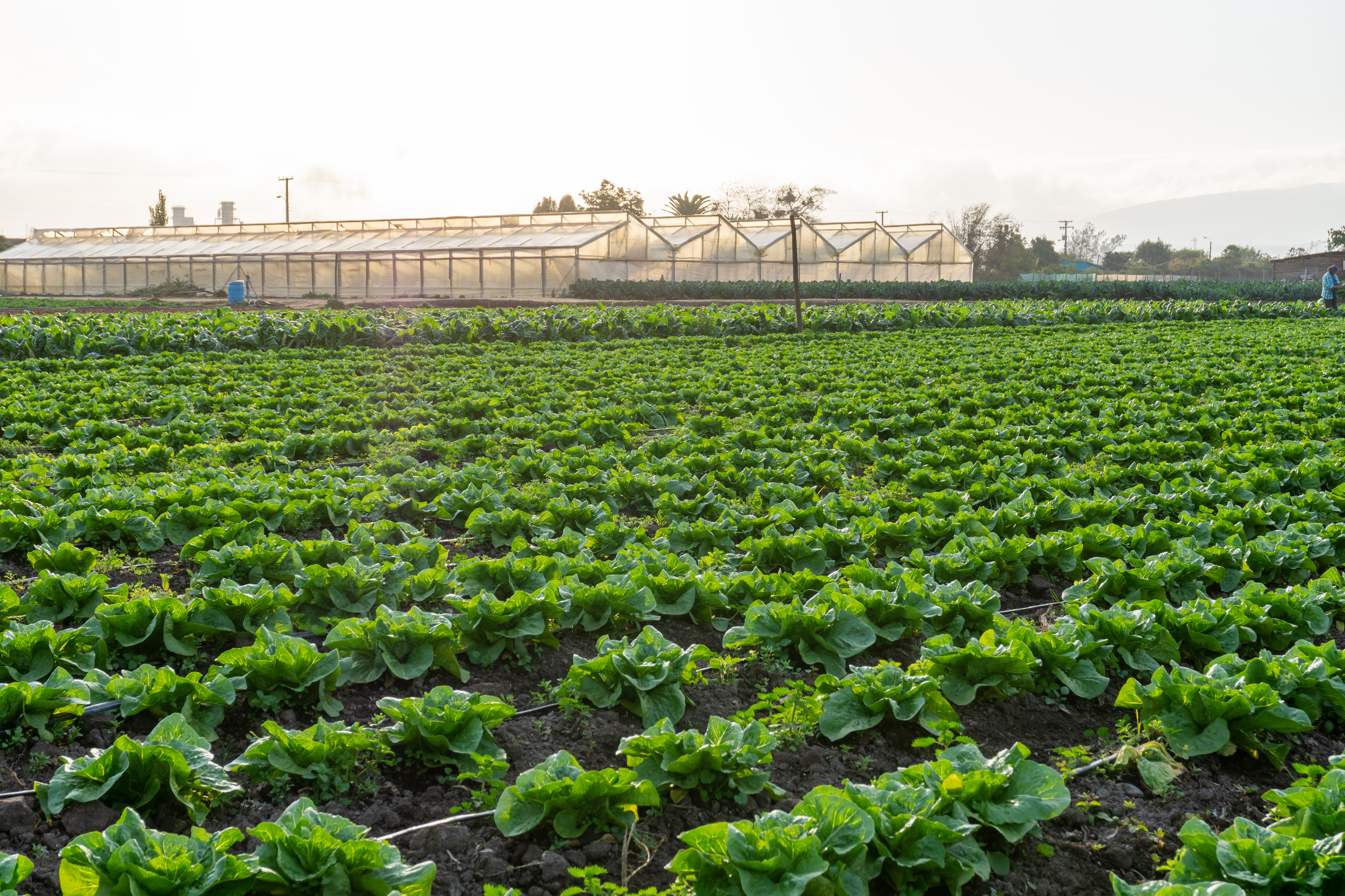 Farm field with lettuce rows